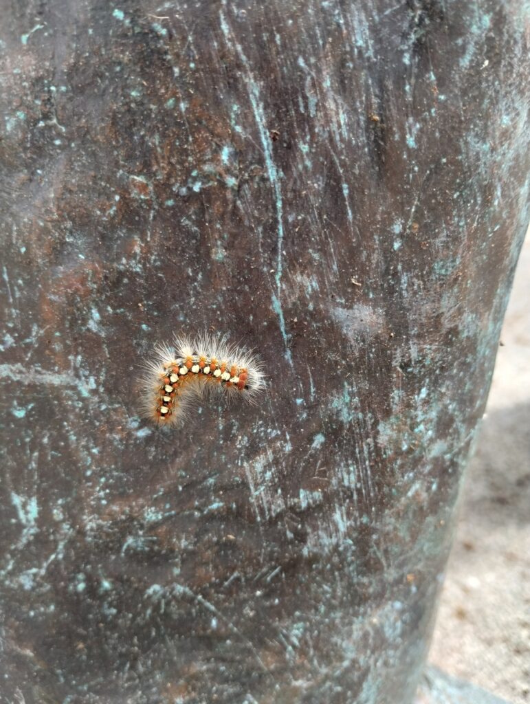 Caterpillar