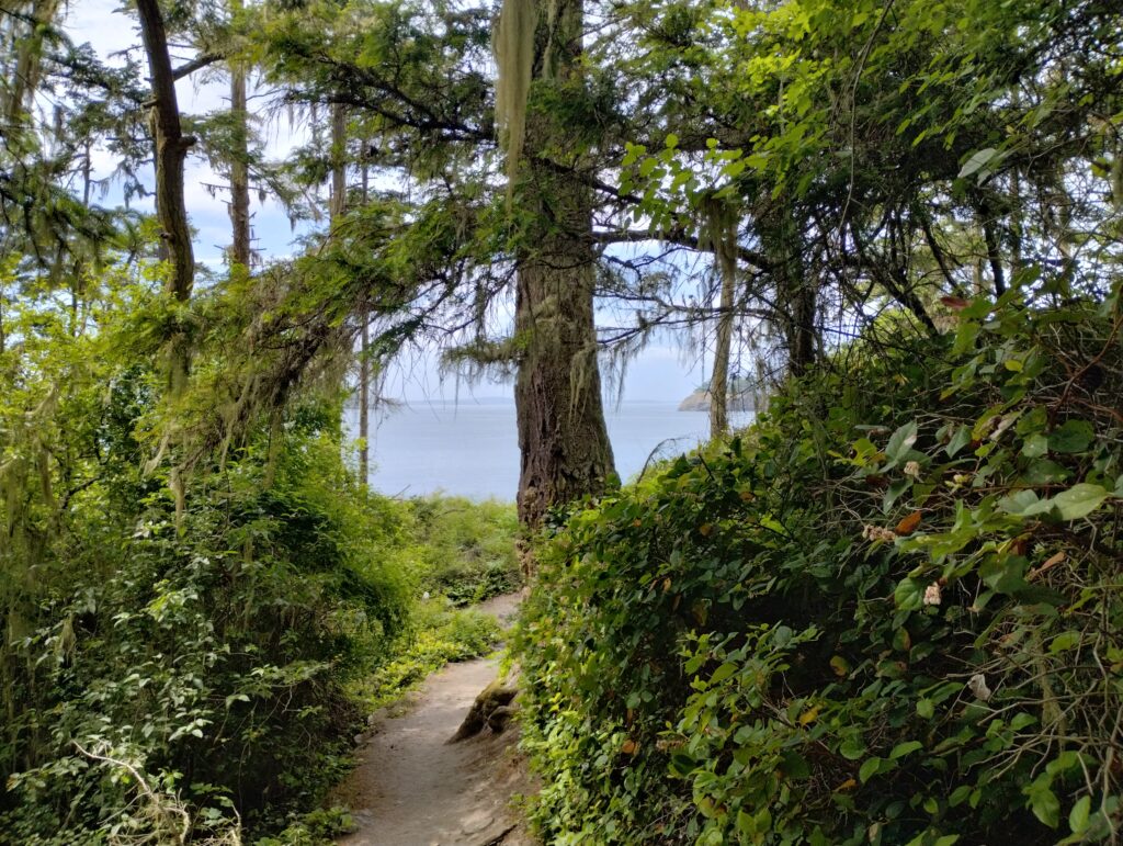 Forest with ocean in the background.