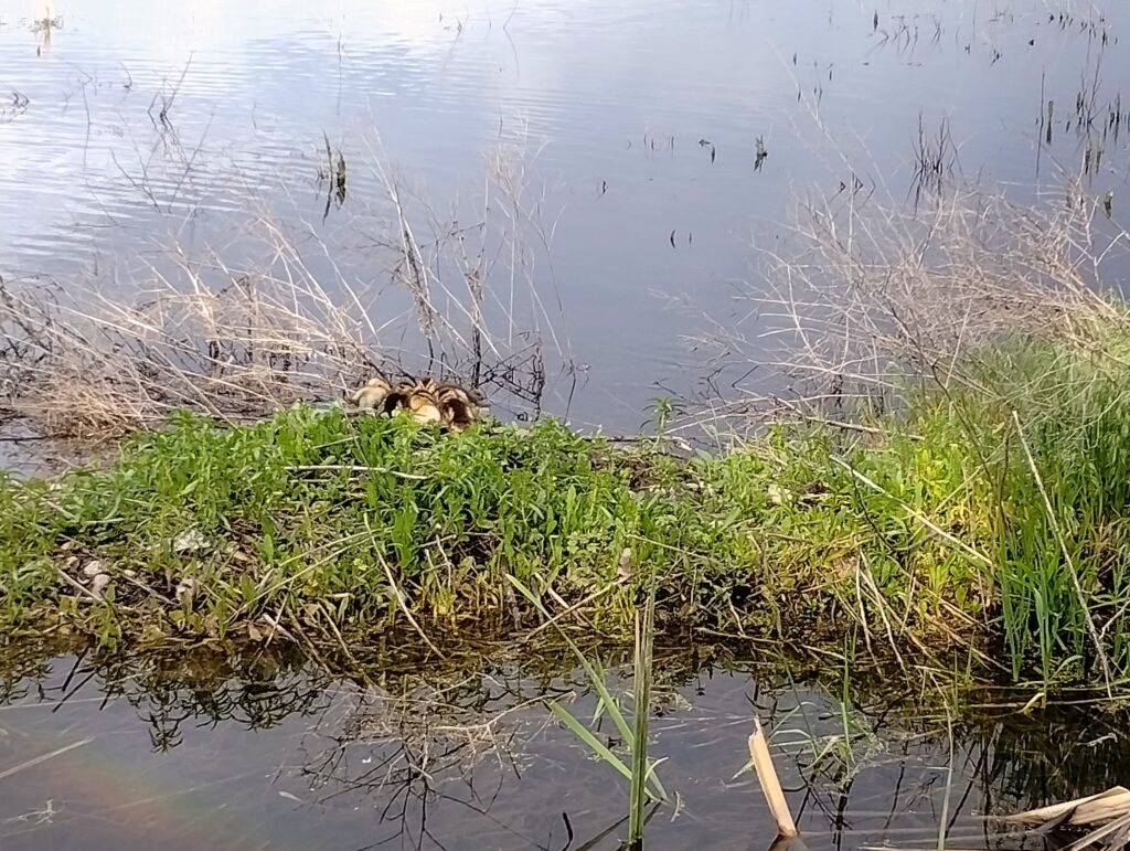 Goslings on plants in water