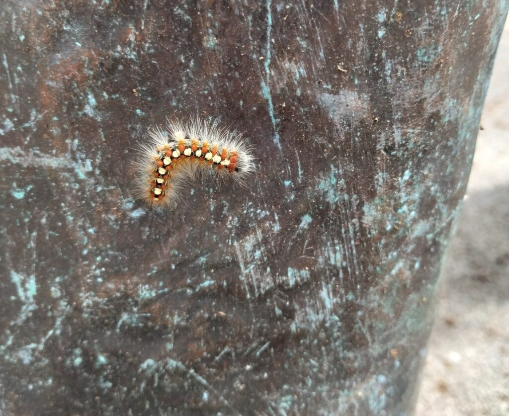 Caterpillar